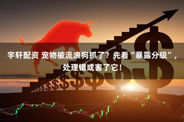 宇轩配资 宠物被流浪狗抓了？先看“暴露分级”，处理错或害了它！