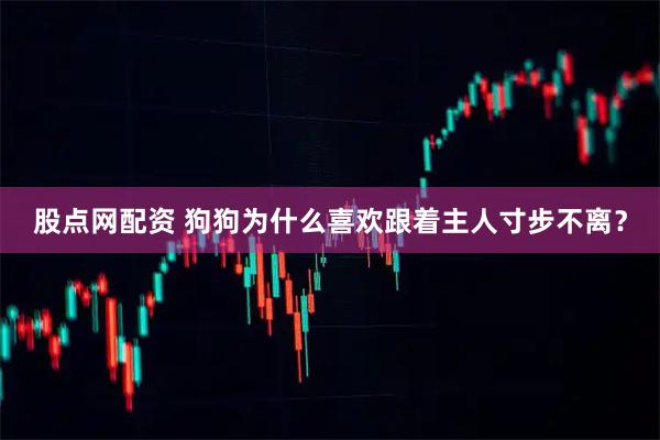 股点网配资 狗狗为什么喜欢跟着主人寸步不离？